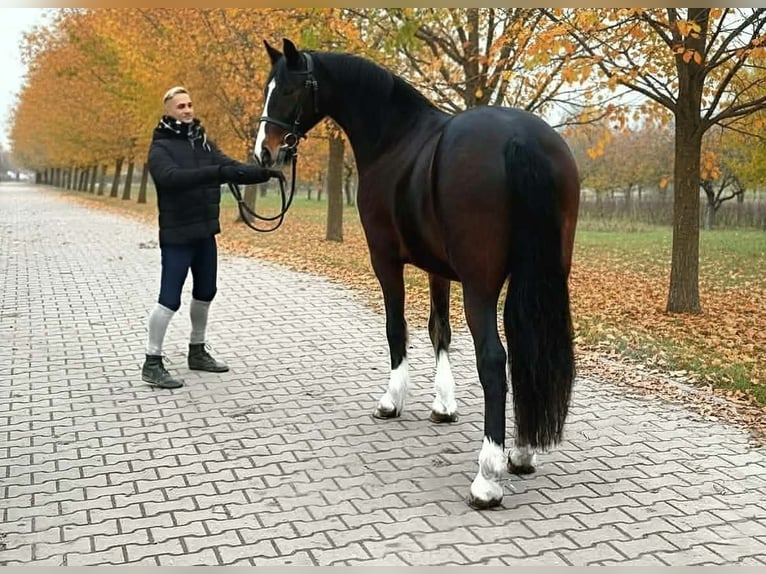 Weitere Ponys/Kleinpferde Stute 7 Jahre 148 cm Brauner in Békéscsaba