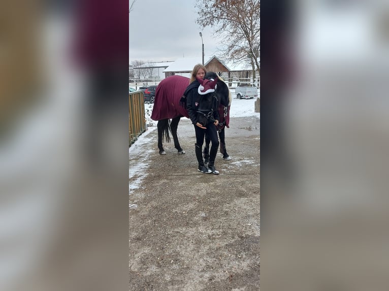 Weitere Ponys/Kleinpferde Stute 7 Jahre 148 cm Rappe in Tulln