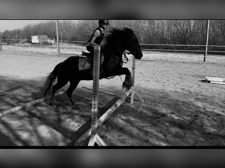 Weitere Ponys/Kleinpferde Stute 7 Jahre 148 cm Rappe in Tulln