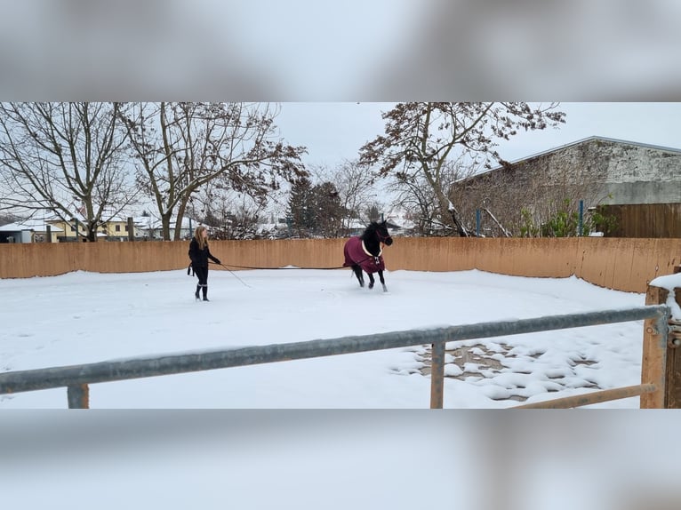 Weitere Ponys/Kleinpferde Stute 7 Jahre 148 cm Rappe in Tulln