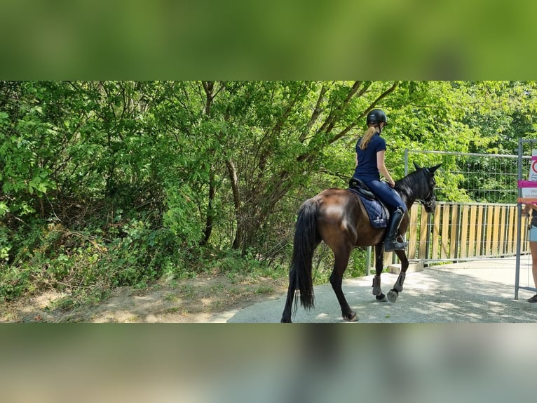 Weitere Ponys/Kleinpferde Stute 7 Jahre 148 cm Rappe in Tulln