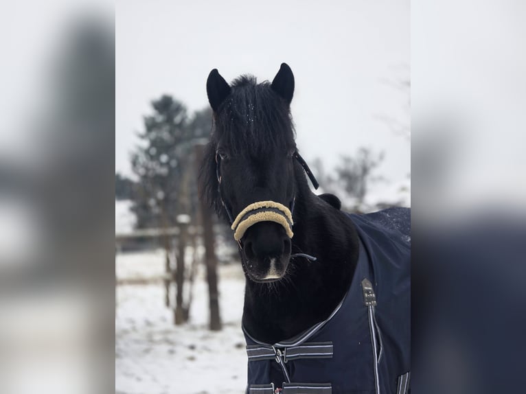Weitere Ponys/Kleinpferde Stute 7 Jahre 148 cm Rappe in Tulln