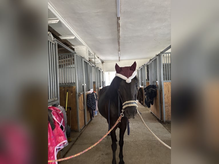 Weitere Ponys/Kleinpferde Stute 7 Jahre 148 cm Rappe in Tulln