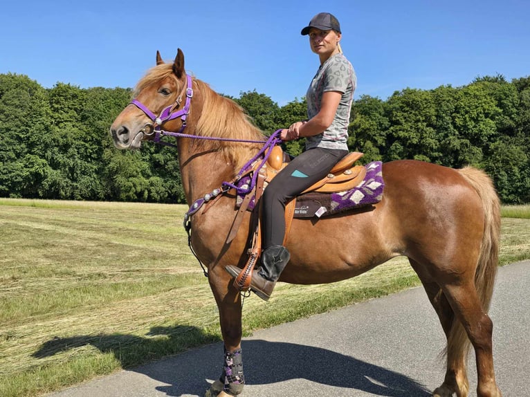 Weitere Ponys/Kleinpferde Stute 7 Jahre 149 cm Fuchs in Linkenbach