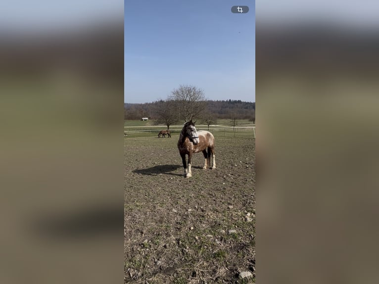 Weitere Ponys/Kleinpferde Mix Stute 7 Jahre 149 cm Tigerschecke in Radolfzell am Bodensee