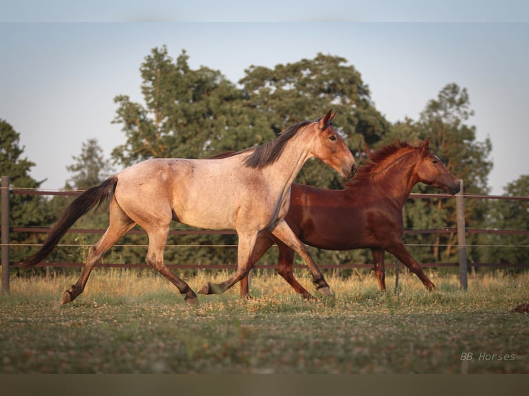 Weitere Ponys/Kleinpferde Mix Stute 7 Jahre 150 cm in Pastetten