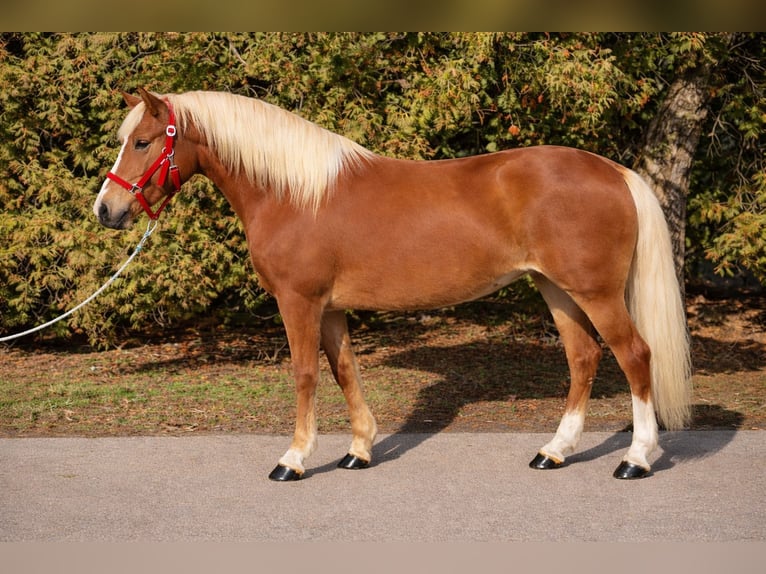 Weitere Ponys/Kleinpferde Stute 7 Jahre 150 cm Fuchs in Békéscsaba