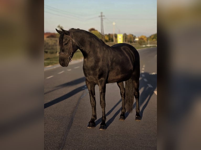 Weitere Ponys/Kleinpferde Stute 7 Jahre 150 cm Rappe in B&#xE9;k&#xE9;scsaba