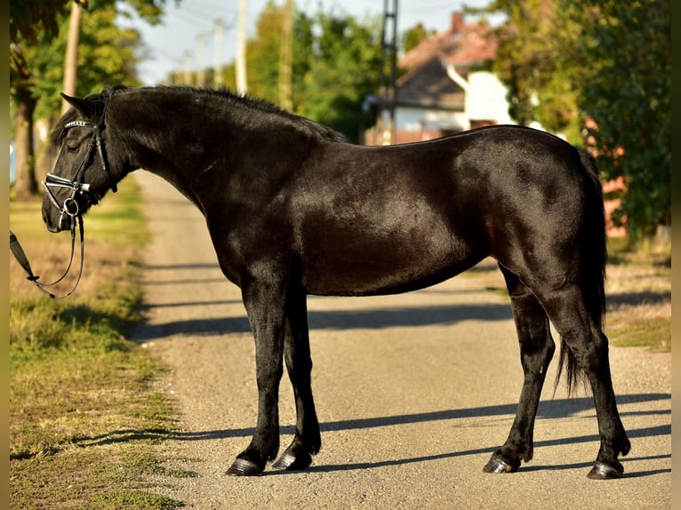 Weitere Ponys/Kleinpferde Stute 7 Jahre 150 cm Rappe in Kecskem&#xE9;t