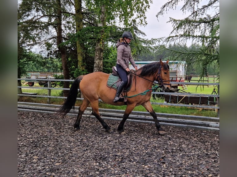 Weitere Ponys/Kleinpferde Mix Stute 7 Jahre 152 cm Rotbrauner in Steimbke Lichtenhorst