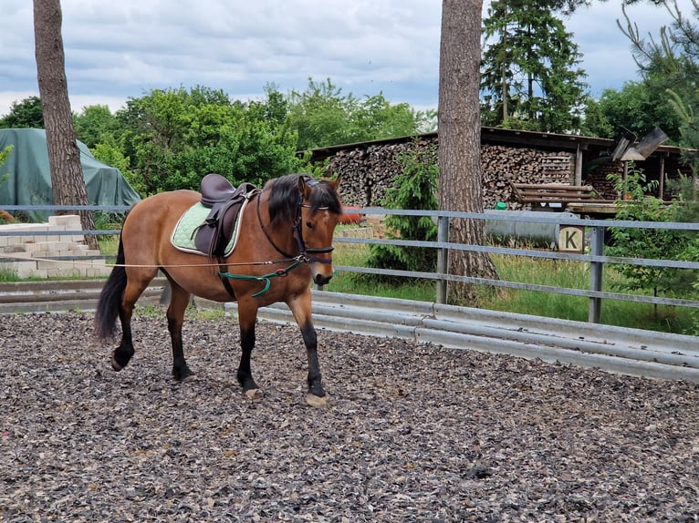 Weitere Ponys/Kleinpferde Mix Stute 7 Jahre 152 cm Rotbrauner in Steimbke Lichtenhorst