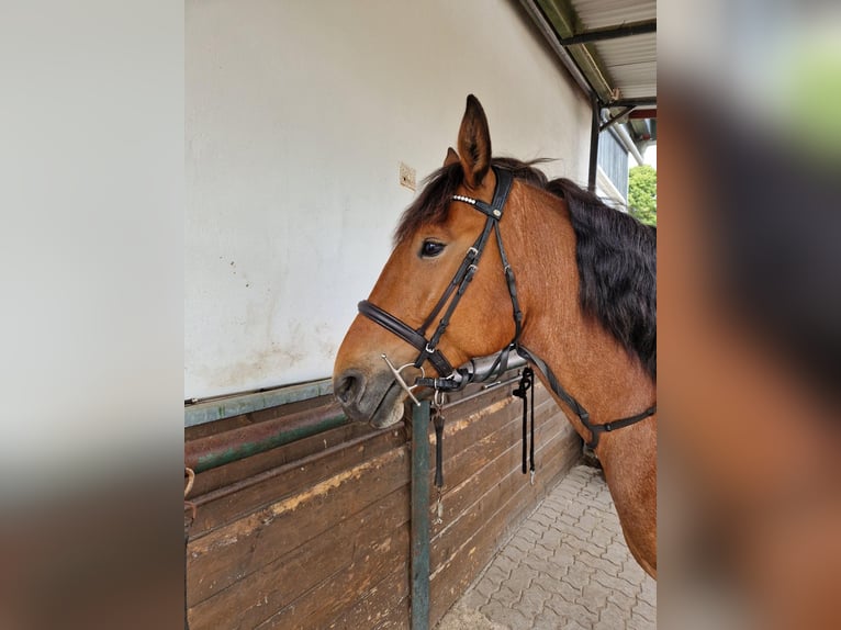Weitere Ponys/Kleinpferde Mix Stute 7 Jahre 152 cm Rotbrauner in Steimbke Lichtenhorst