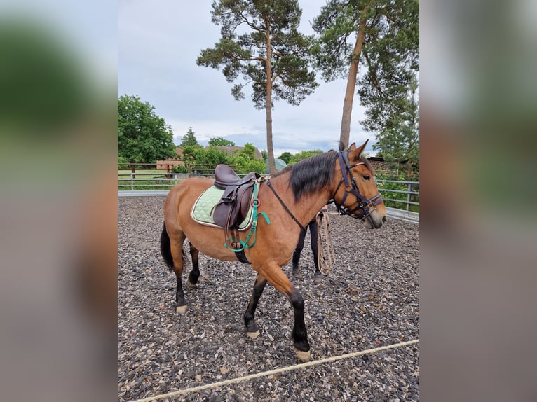 Weitere Ponys/Kleinpferde Mix Stute 7 Jahre 152 cm Rotbrauner in Steimbke Lichtenhorst