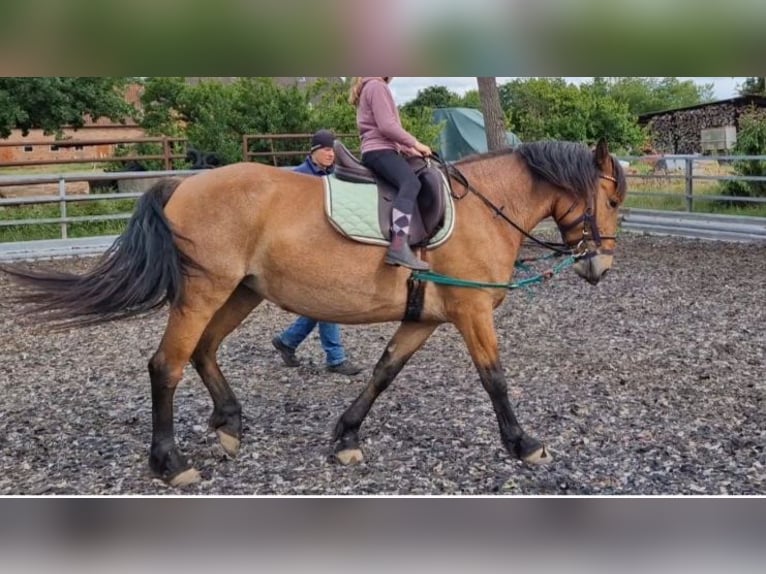 Weitere Ponys/Kleinpferde Mix Stute 7 Jahre 152 cm Rotbrauner in Steimbke Lichtenhorst