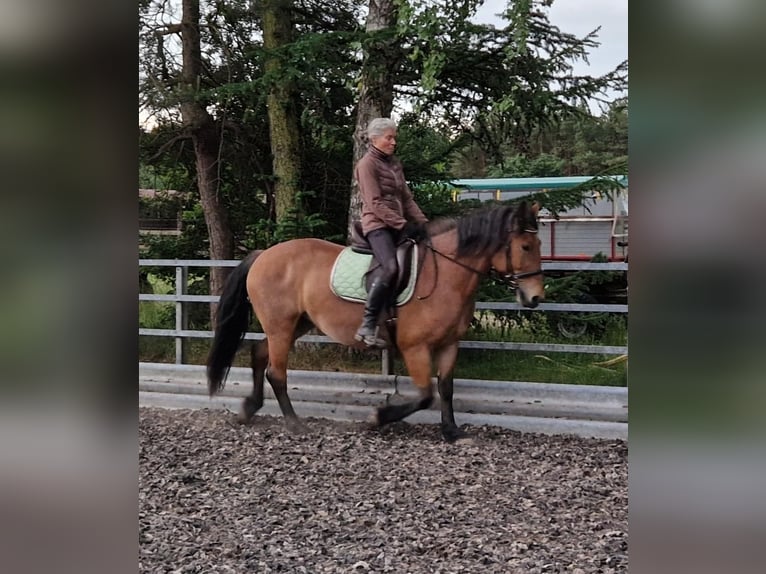 Weitere Ponys/Kleinpferde Mix Stute 7 Jahre 152 cm Rotbrauner in Steimbke Lichtenhorst