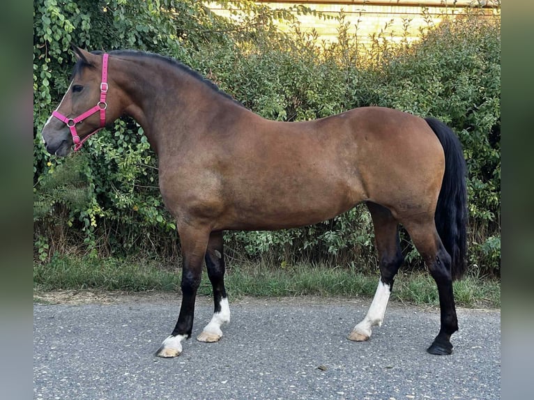 Weitere Ponys/Kleinpferde Stute 7 Jahre 153 cm Brauner in Mez&#x151;hegyes
