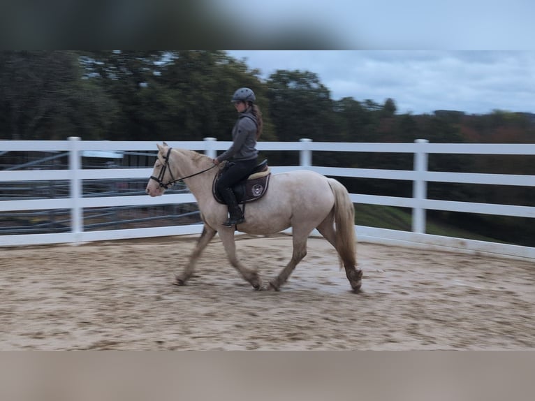 Weitere Ponys/Kleinpferde Stute 7 Jahre 153 cm Cremello in Morsbach