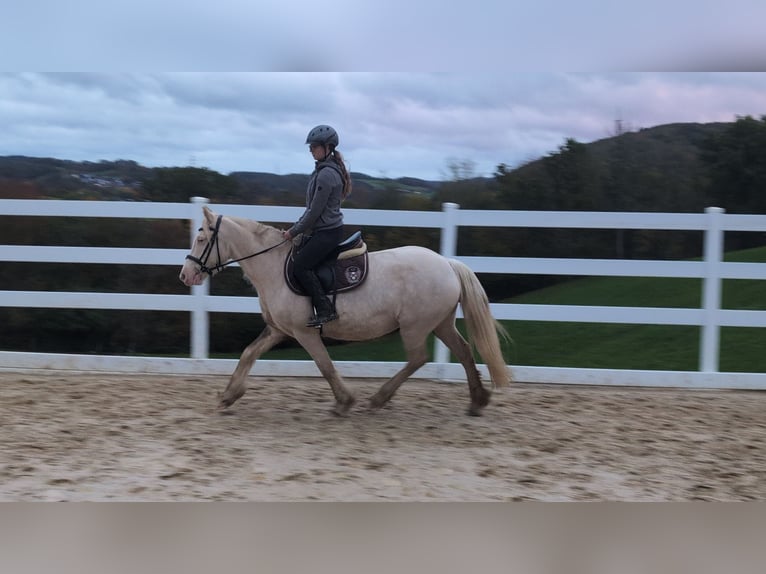 Weitere Ponys/Kleinpferde Stute 7 Jahre 153 cm Cremello in Morsbach