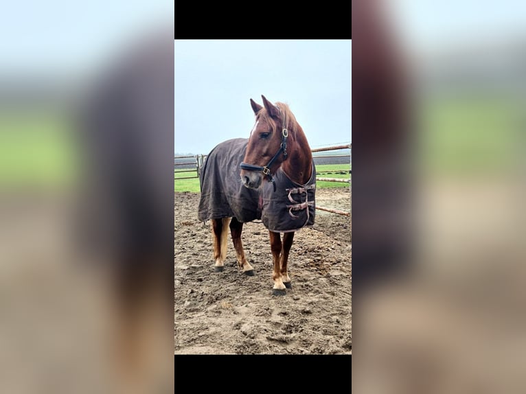 Weitere Ponys/Kleinpferde Stute 7 Jahre 153 cm Dunkelfuchs in Sassenheim