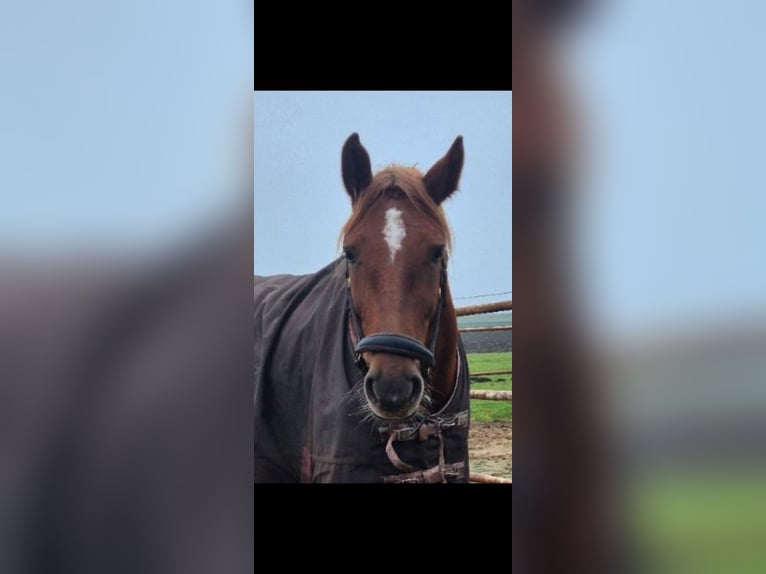 Weitere Ponys/Kleinpferde Stute 7 Jahre 153 cm Dunkelfuchs in Sassenheim