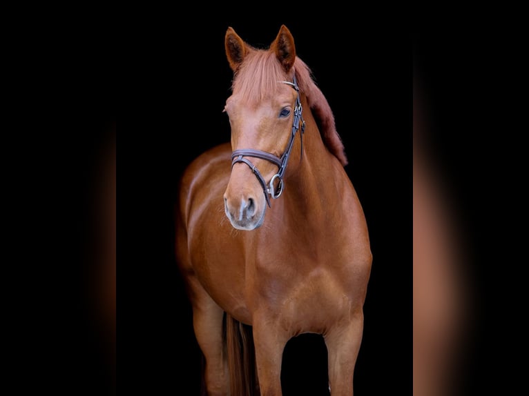 Weitere Ponys/Kleinpferde Stute 7 Jahre 153 cm Fuchs in Wettrup