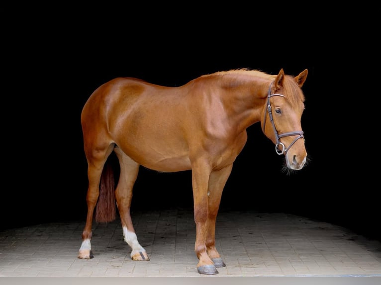 Weitere Ponys/Kleinpferde Stute 7 Jahre 153 cm Fuchs in Wettrup