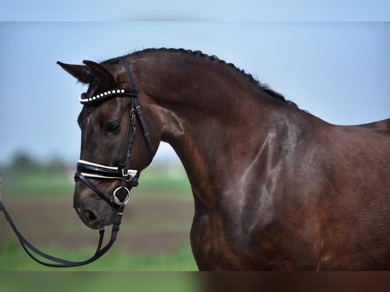 Weitere Ponys/Kleinpferde Stute 7 Jahre 155 cm Fuchs in Isaszeg