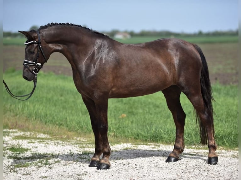 Weitere Ponys/Kleinpferde Stute 7 Jahre 155 cm Fuchs in Isaszeg