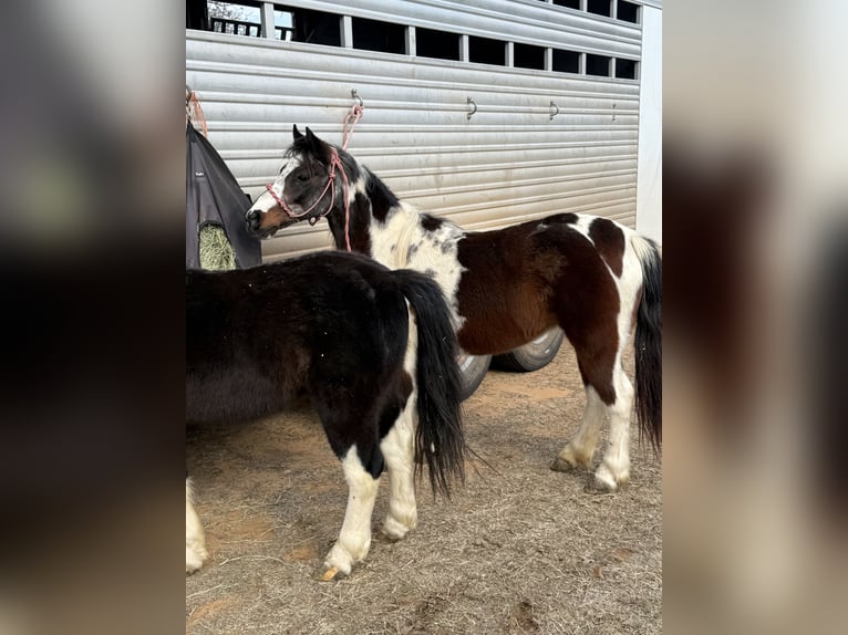 Weitere Ponys/Kleinpferde Stute 8 Jahre 119 cm Roan-Bay in Guthrie