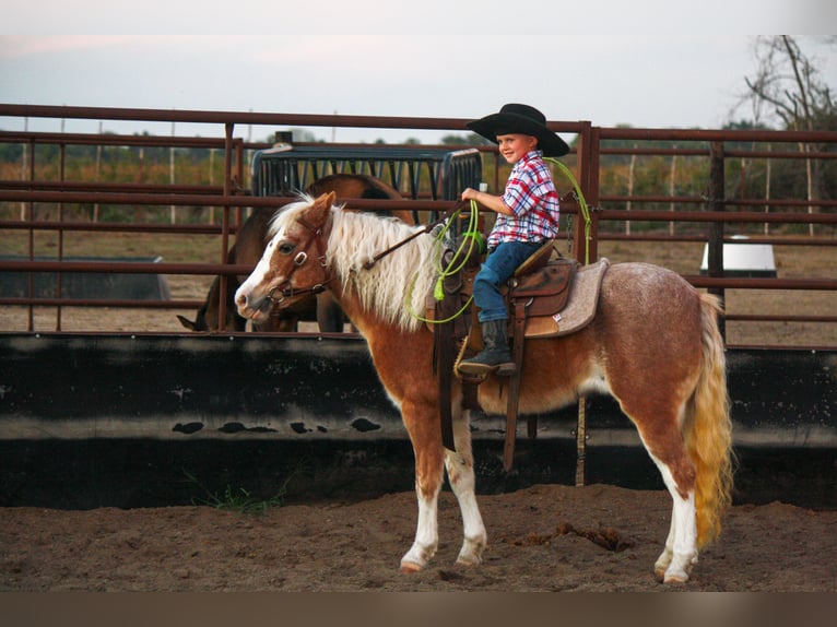 Weitere Ponys/Kleinpferde Stute 8 Jahre 119 cm Roan-Red in Lamar
