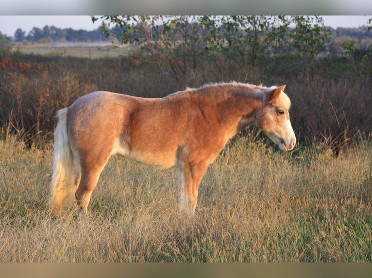 Weitere Ponys/Kleinpferde Stute 8 Jahre 119 cm Roan-Red in Lamar
