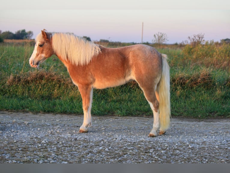 Weitere Ponys/Kleinpferde Stute 8 Jahre 119 cm Roan-Red in Lamar
