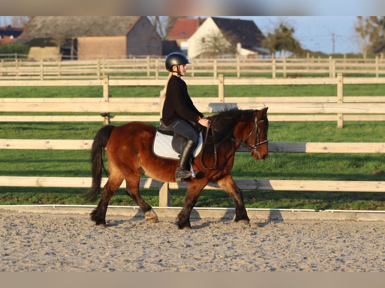 Weitere Ponys/Kleinpferde Stute 8 Jahre 120 cm Brauner in Bogaarden