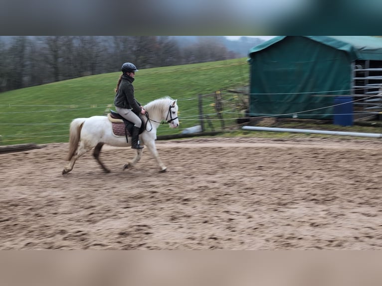 Weitere Ponys/Kleinpferde Stute 8 Jahre 120 cm Schimmel in Morsbach