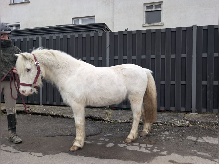 Weitere Ponys/Kleinpferde Stute 8 Jahre 120 cm Schimmel in Morsbach