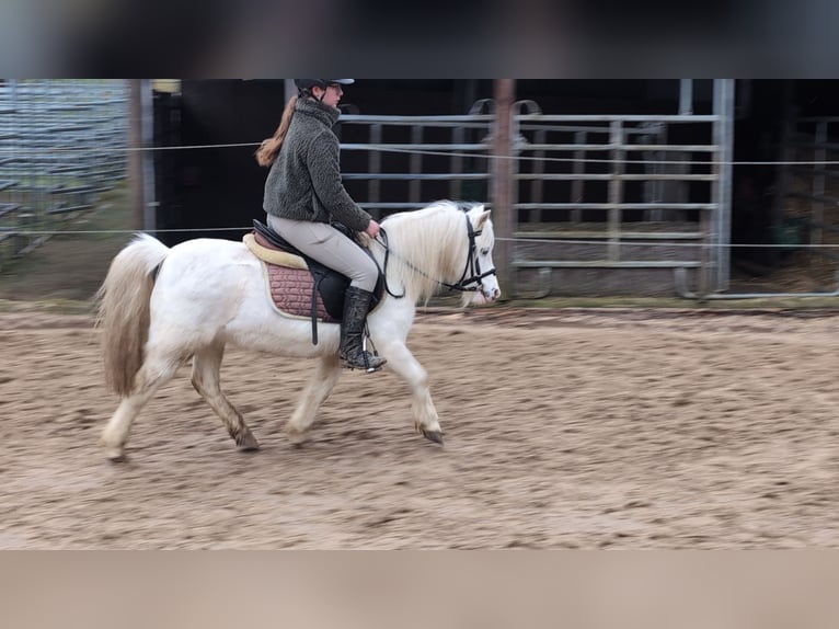 Weitere Ponys/Kleinpferde Stute 8 Jahre 120 cm Schimmel in Morsbach