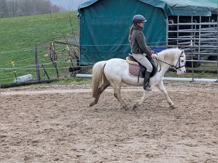 Weitere Ponys/Kleinpferde Stute 8 Jahre 120 cm Schimmel in Morsbach