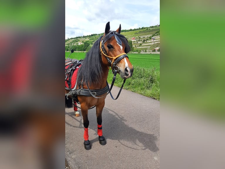 Weitere Ponys/Kleinpferde Mix Stute 8 Jahre 125 cm Brauner in Freyburg (Unstrut)