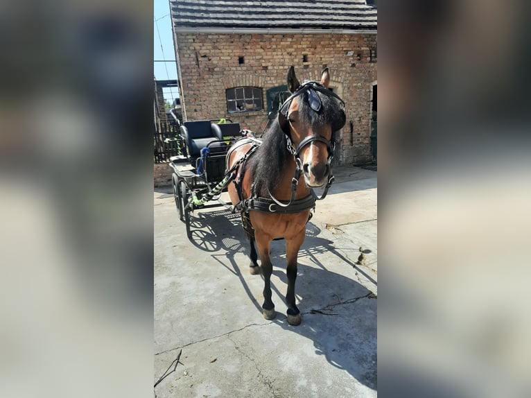 Weitere Ponys/Kleinpferde Mix Stute 8 Jahre 125 cm Brauner in Freyburg (Unstrut)