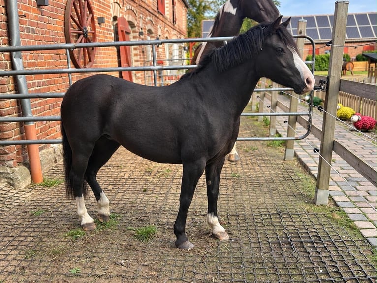 Weitere Ponys/Kleinpferde Stute 8 Jahre 125 cm Rappe in Groß Twülpstedt