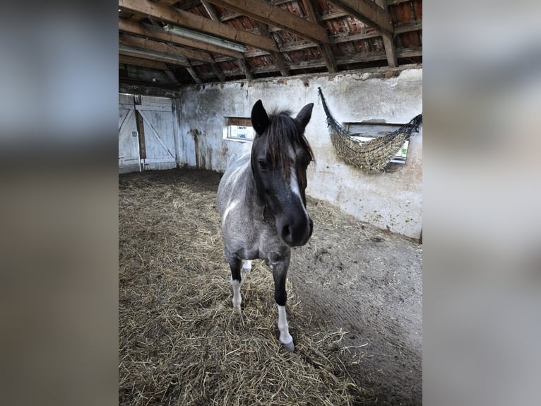 Weitere Ponys/Kleinpferde Mix Stute 8 Jahre 125 cm Schecke in Wittmund