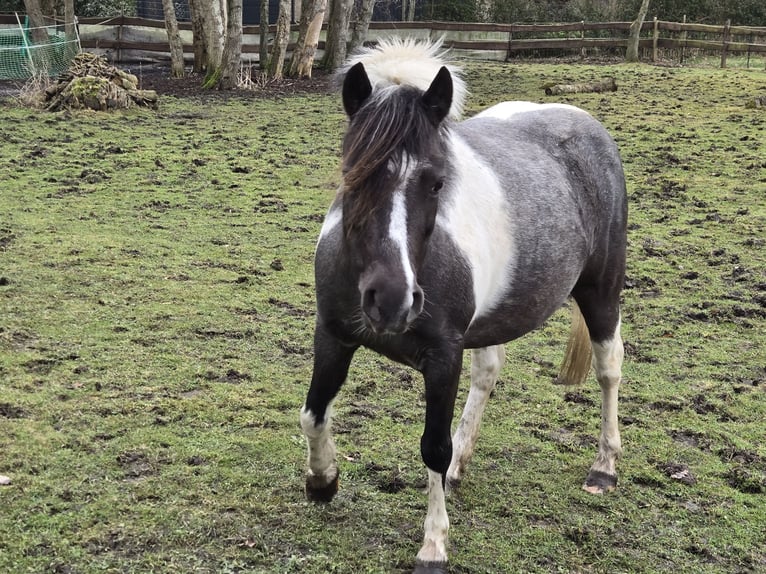 Weitere Ponys/Kleinpferde Mix Stute 8 Jahre 125 cm Schecke in Wittmund