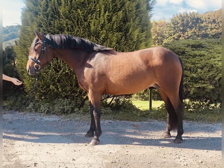 Weitere Ponys/Kleinpferde Stute 8 Jahre 134 cm Brauner in Wermelskirchen