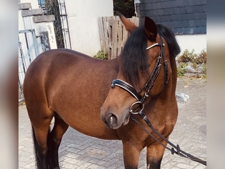 Weitere Ponys/Kleinpferde Stute 8 Jahre 134 cm Brauner in Wermelskirchen
