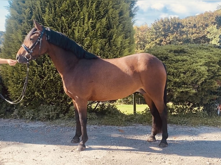 Weitere Ponys/Kleinpferde Stute 8 Jahre 134 cm Brauner in Wermelskirchen