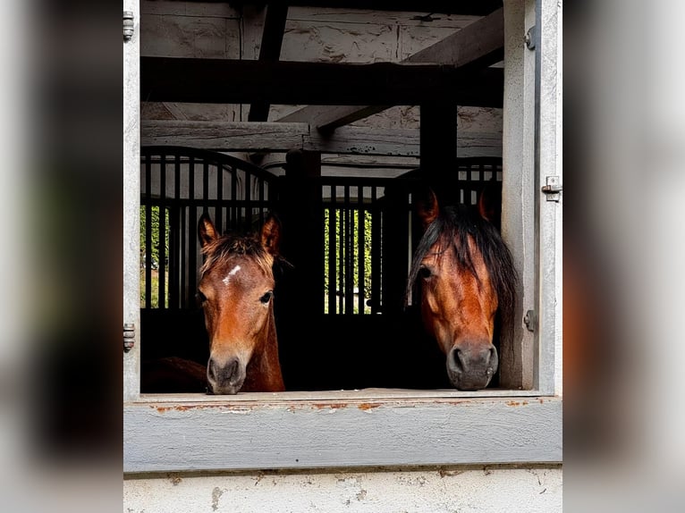 Weitere Ponys/Kleinpferde Stute 8 Jahre 134 cm Brauner in Wermelskirchen