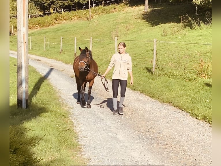 Weitere Ponys/Kleinpferde Stute 8 Jahre 134 cm Brauner in Wermelskirchen