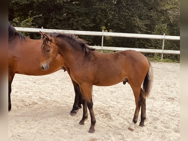 Weitere Ponys/Kleinpferde Stute 8 Jahre 134 cm Brauner in Wermelskirchen