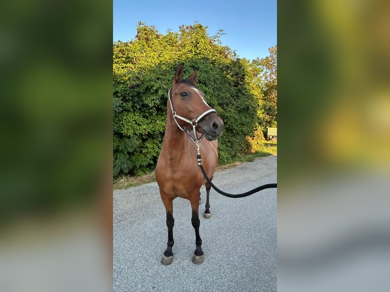 Weitere Ponys/Kleinpferde Stute 8 Jahre 142 cm Brauner in Götzendorf an der Leitha Weitere Ponys/Kleinpferde Stute 8 Jahre 142 cm Brauner in Götzendorf an der Leitha