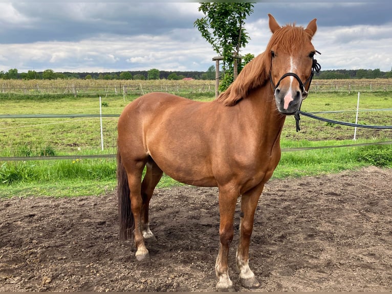 Weitere Ponys/Kleinpferde Stute 8 Jahre 142 cm Fuchs in Beelitz